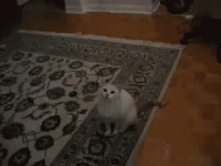unnamed.gif