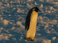 penguin 6.gif